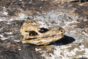 Canarian Dry Lizard Skull © underworld