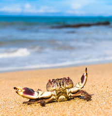 On the Shore Cute Animal