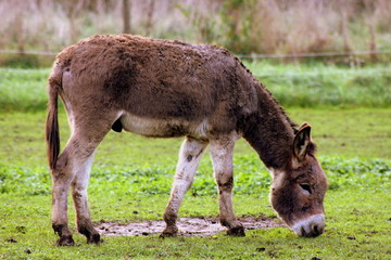 Esel beim Fressen