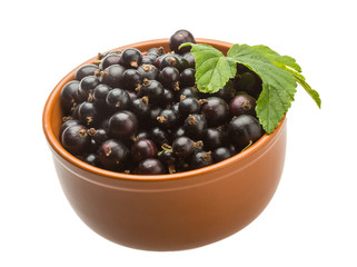 Black currant