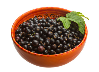 Black currant