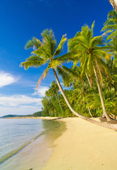 Beautiful Beach Coconut Coast