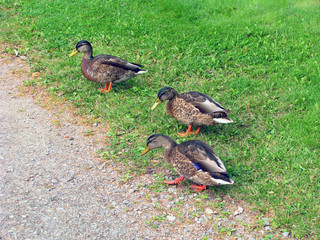 Ducks