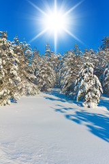 Cold Sunshine Snow Field