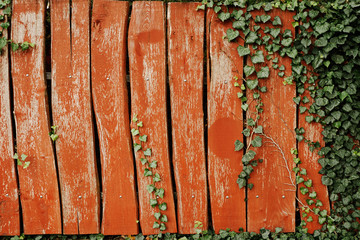 Ivy on the wood wall