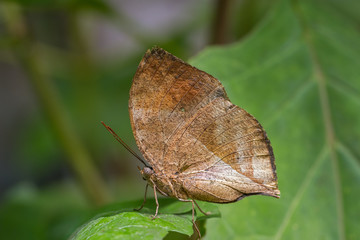 Dead Leaf Butterfly