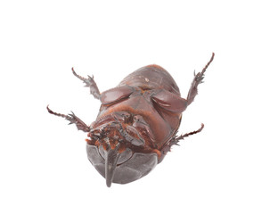 Overturn pose of Coconut rhinoceros beetle