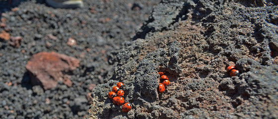 ladybirds on the lava rock