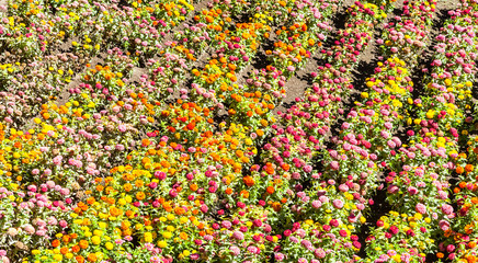 Tagetes garden in spring season