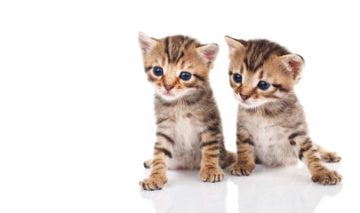 Tabby kittens