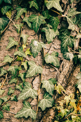Ivy texture