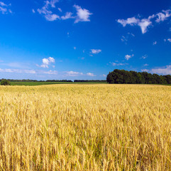 Wheat field