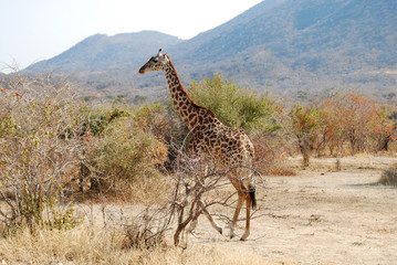 Obraz premium One day of safari in Tanzania - Africa - giraffe