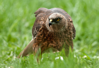 Marsh harrier (Circus aeruginosus)