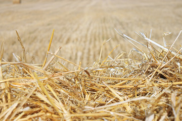 background wheat farming