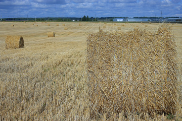 background wheat farming
