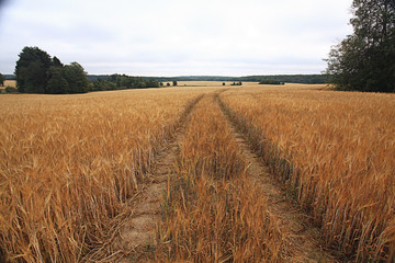 background wheat farming