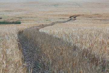 background wheat farming