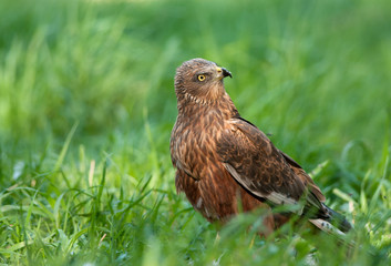 Marsh harrier (Circus aeruginosus)