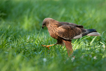 Marsh harrier (Circus aeruginosus)