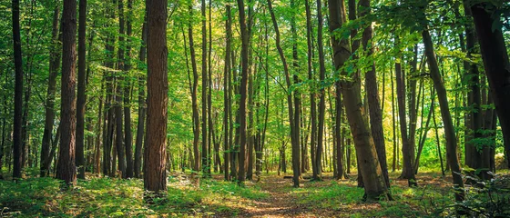 Fototapeten Panorama eines grünen Sommerwaldes © Saikom