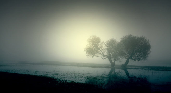 Haunted foggy field