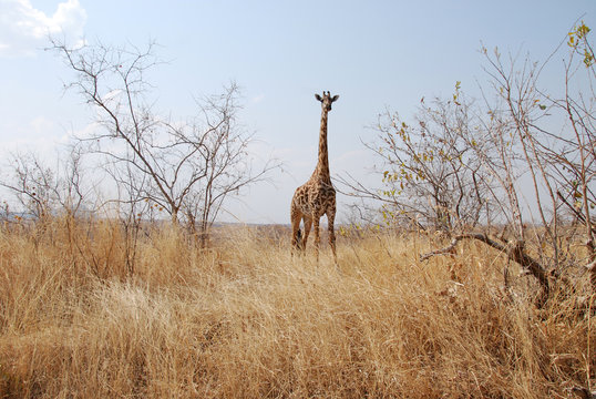 One day of safari in Tanzania - Africa - Giraffe