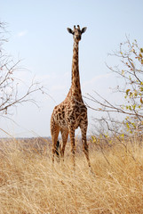 Naklejka na ściany i meble One day of safari in Tanzania - Africa - Giraffe