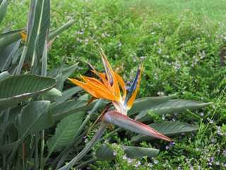 Bird of Paradise