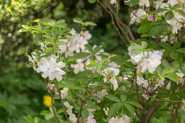 white-pink rhododendron