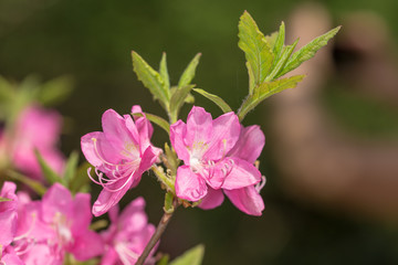 blooming rhododendron close up