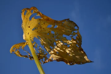 Fotobehang herfstblad hosta © henkbouwers