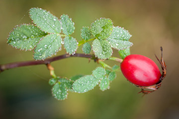 Rosehip
