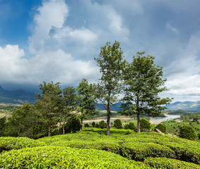 Green tea plantations in Munnar, Kerala, India