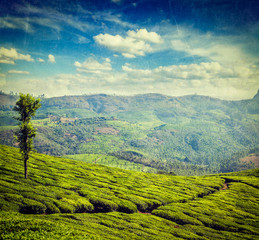 Obraz premium Green tea plantations in Munnar, Kerala, India
