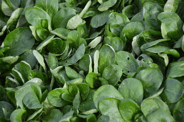 Fototapeta na wymiar Lamb's lettuce