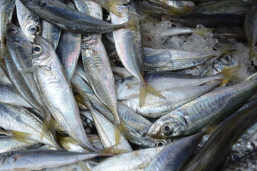 Obraz premium Sardines on ice