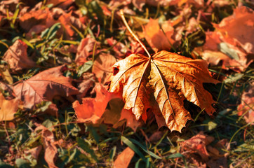 Autumn leaf