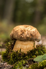 Porcini fungi
