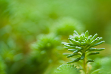 Green plant close-up