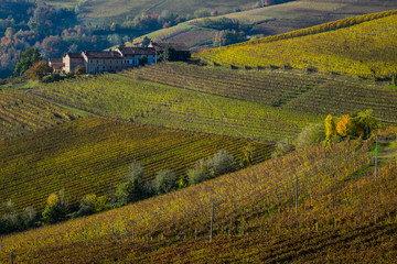 Fototapeta premium Colori autunnali nei vigneti delle Langhe