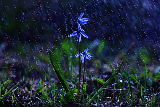 Fototapeta bluebell, flowers, drops of water, shower