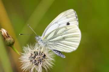 Bielinek bytomkowiec - Pieris napi