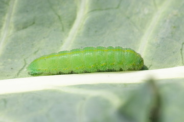 Bielinek rzepnik - Pieris rapae