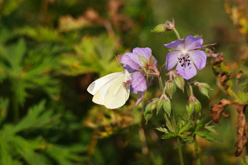 Bielinek rzepnik - Pieris rapae