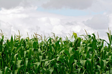 Corn in field on sky background