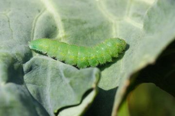 Bielinek rzepnik - Pieris rapae