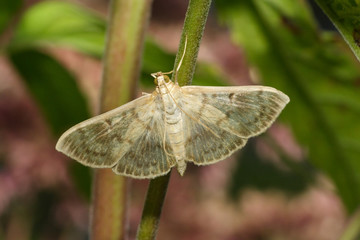 Boczanka brązowianka - Pleuroptya ruralis