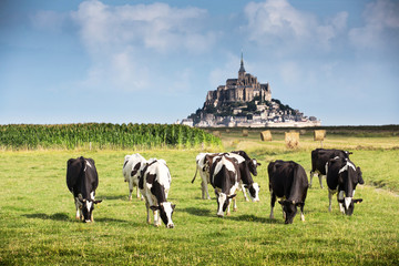 Mont Saint Michel bay listed as UNESCO World Heritage, cow - 72822771
