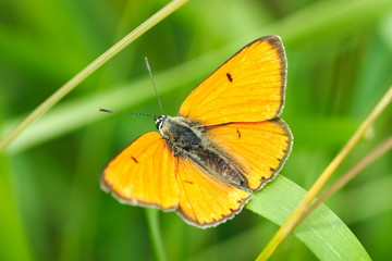 Czerwończyk nieparek - Lycaena dispar